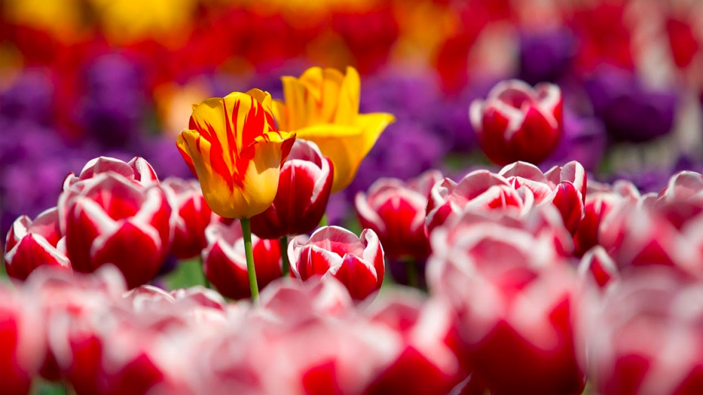Verbania: tornano le Settimane del Tulipano